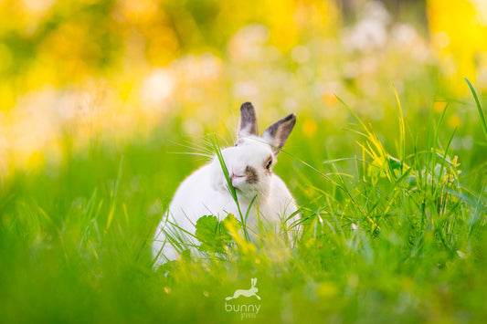 Meine Kaninchen mögen keine Wiese – was nun?