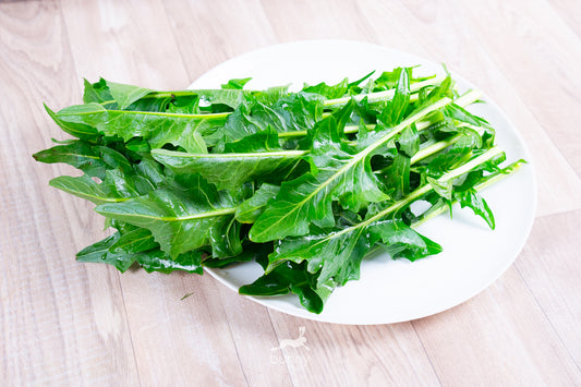 Spitzen von Löwenzahnsalat / Catalogna