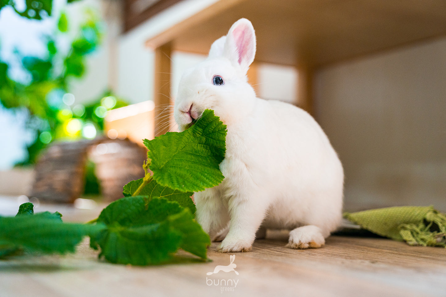 Greenbox - Bittersalate