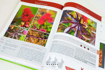 Kräuterguide Band II Beispielseite des giftigen Wunderbaums