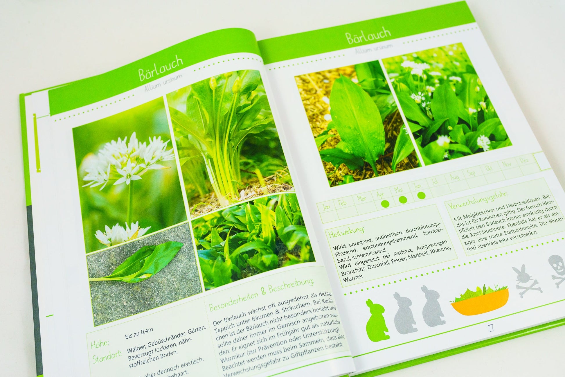 Kräuterguide Band II Beispielseite Bärlauch