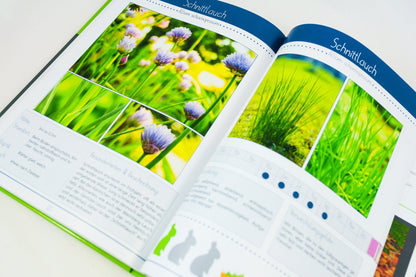 Kräuterguide Band II Beispielseite Küchenkräuterspezial Schnittlauch